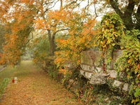入住喜来登，一年一度梅花山看梅花盛开，走神道看石雕巧夺天工